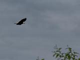 Vacation Alaska and Northwest  Bald Eagle Sitka